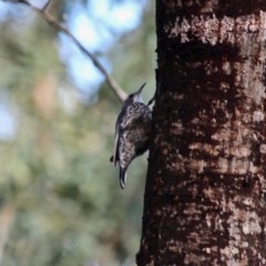 Cormobates leucophaea (White-throated Treecreeper) at Yurammie State Conservation Area - 8 Nov 2020 by RossMannell