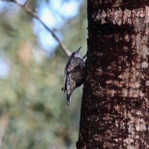 Cormobates leucophaea at South Wolumla, NSW - 8 Nov 2020