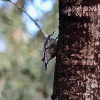 Cormobates leucophaea (White-throated Treecreeper) at South Wolumla, NSW - 8 Nov 2020 by RossMannell