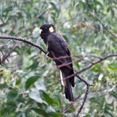 Zanda funerea (Yellow-tailed Black-Cockatoo) at South Wolumla, NSW - 8 Nov 2020 by RossMannell