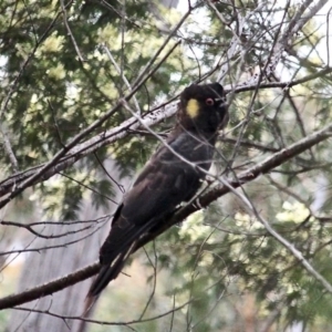 Zanda funerea at South Wolumla, NSW - 8 Nov 2020