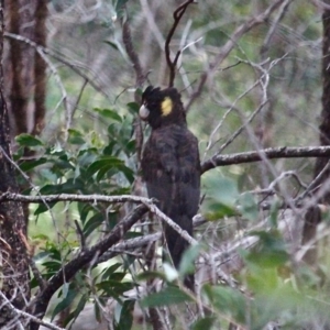 Zanda funerea at South Wolumla, NSW - 8 Nov 2020