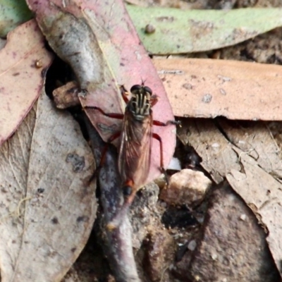 Asilidae (family) (Unidentified Robber fly) at Wolumla, NSW - 8 Nov 2020 by RossMannell