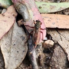 Asilidae (family) at Wolumla, NSW - 8 Nov 2020