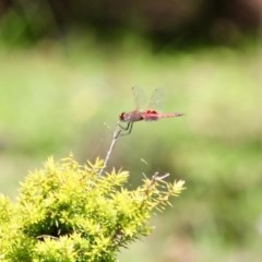 Tramea loewii (Common Glider) at Bournda Environment Education Centre - 8 Nov 2020 by RossMannell