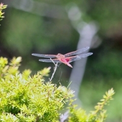 Tramea loewii at Wallagoot, NSW - 8 Nov 2020