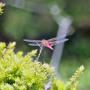 Tramea loewii at Wallagoot, NSW - 8 Nov 2020