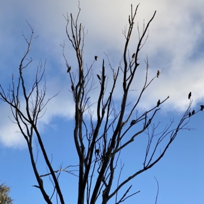 Callocephalon fimbriatum (Gang-gang Cockatoo) at Hughes Grassy Woodland - 7 Nov 2020 by JW