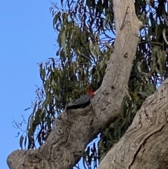 Callocephalon fimbriatum (Gang-gang Cockatoo) at Deakin, ACT - 7 Nov 2020 by JW