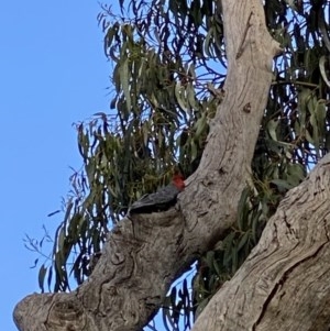 Callocephalon fimbriatum at Deakin, ACT - suppressed