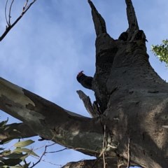 Callocephalon fimbriatum at Garran, ACT - 11 Nov 2020