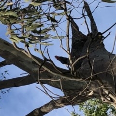 Callocephalon fimbriatum at Garran, ACT - 11 Nov 2020