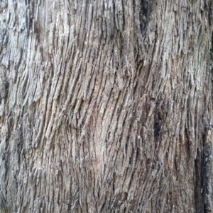 Eucalyptus melliodora at Aranda, ACT - suppressed