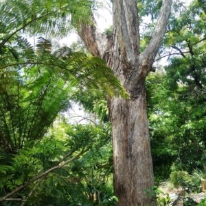 Eucalyptus melliodora at Aranda, ACT - suppressed