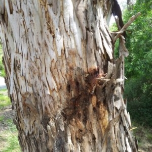 Eucalyptus mannifera at Aranda, ACT - 10 Nov 2020