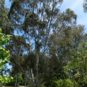 Eucalyptus mannifera at Aranda, ACT - 10 Nov 2020