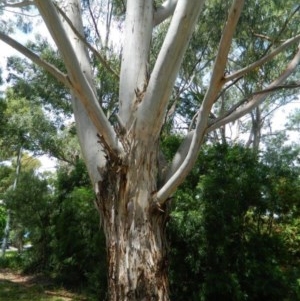 Eucalyptus mannifera at Aranda, ACT - 10 Nov 2020