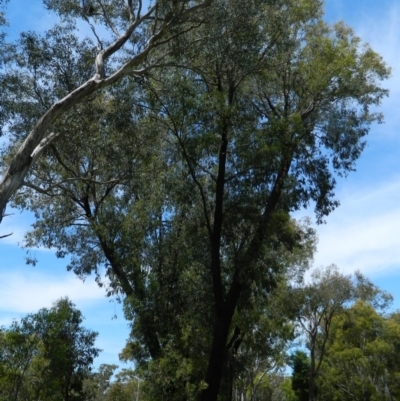 Eucalyptus sideroxylon (Mugga Ironbark) at Aranda, ACT - 11 Nov 2020 by petaurus