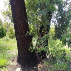 Eucalyptus sideroxylon at Aranda, ACT - 11 Nov 2020
