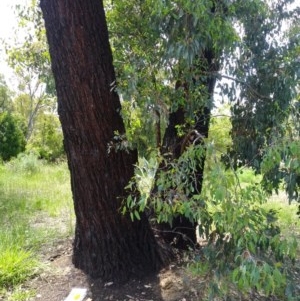 Eucalyptus sideroxylon at Aranda, ACT - 11 Nov 2020 01:28 PM