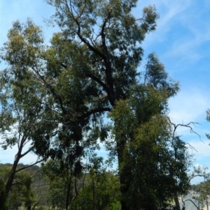 Eucalyptus sideroxylon at Aranda, ACT - 11 Nov 2020 02:53 AM