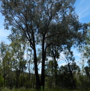 Eucalyptus sideroxylon at Aranda, ACT - 11 Nov 2020