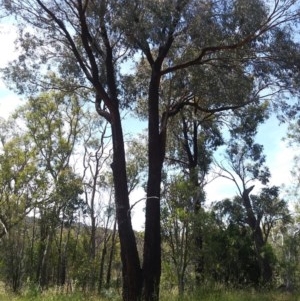 Eucalyptus sideroxylon at Aranda, ACT - 11 Nov 2020 07:19 AM