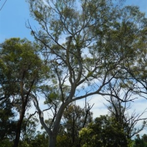 Eucalyptus mannifera at Aranda, ACT - 11 Nov 2020 01:59 PM