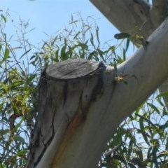 Eucalyptus mannifera at Aranda, ACT - 11 Nov 2020