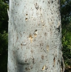 Eucalyptus mannifera at Aranda, ACT - 11 Nov 2020