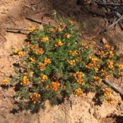 Pultenaea subspicata (Low Bush-pea) at Majura, ACT - 6 Nov 2020 by WalterEgo