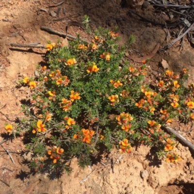 Pultenaea subspicata (Low Bush-pea) at Majura, ACT - 6 Nov 2020 by WalterEgo