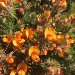 Pultenaea subspicata at Majura, ACT - 7 Nov 2020