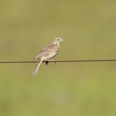 Anthus australis at Paddys River, ACT - 9 Nov 2020