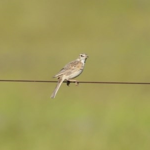 Anthus australis at Paddys River, ACT - 9 Nov 2020