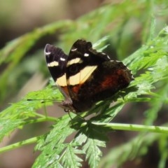 Vanessa itea (Yellow Admiral) at Paddys River, ACT - 9 Nov 2020 by RodDeb