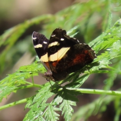 Vanessa itea (Yellow Admiral) at Paddys River, ACT - 9 Nov 2020 by RodDeb