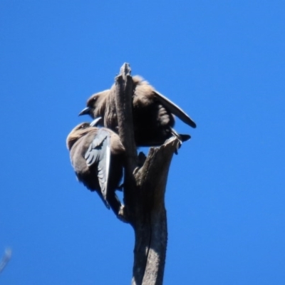 Artamus cyanopterus cyanopterus (Dusky Woodswallow) at Tidbinbilla Nature Reserve - 9 Nov 2020 by RodDeb