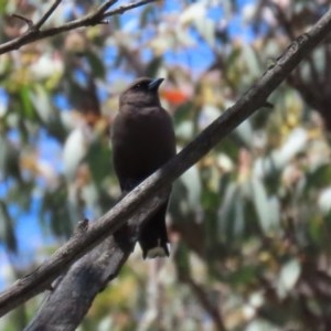 Artamus cyanopterus at Paddys River, ACT - 9 Nov 2020 12:29 PM