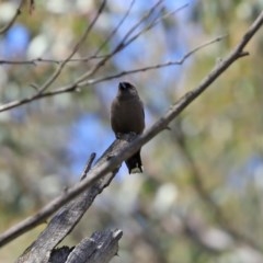 Artamus cyanopterus at Paddys River, ACT - 9 Nov 2020 12:29 PM