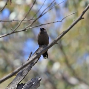 Artamus cyanopterus at Paddys River, ACT - 9 Nov 2020