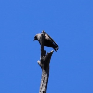 Artamus cyanopterus at Paddys River, ACT - 9 Nov 2020 12:29 PM