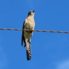 Cacomantis flabelliformis at Paddys River, ACT - 9 Nov 2020