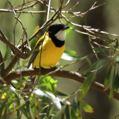 Pachycephala pectoralis (Golden Whistler) at Tidbinbilla Nature Reserve - 9 Nov 2020 by RodDeb