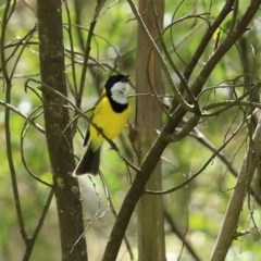 Pachycephala pectoralis at Paddys River, ACT - 9 Nov 2020