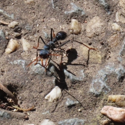 Myrmecia tarsata (Bull ant or Bulldog ant) at Tidbinbilla Nature Reserve - 9 Nov 2020 by RodDeb