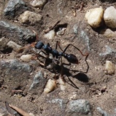 Myrmecia tarsata at Paddys River, ACT - 9 Nov 2020 03:59 PM