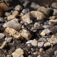 Myrmecia tarsata at Paddys River, ACT - 9 Nov 2020