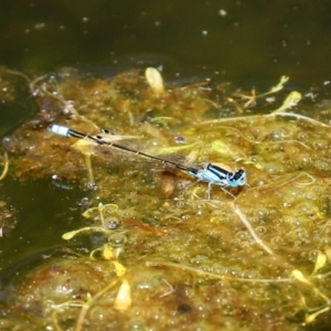 Ischnura heterosticta at Paddys River, ACT - 9 Nov 2020