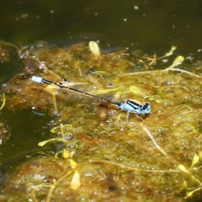 Ischnura heterosticta (Common Bluetail Damselfly) at Paddys River, ACT - 9 Nov 2020 by RodDeb